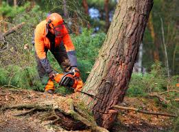 Tree and Shrub Care in Highgrove, CA