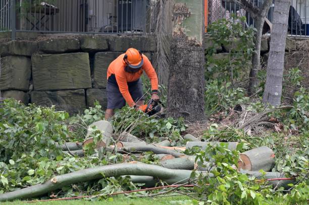 How Our Tree Care Process Works  in  Highgrove, CA